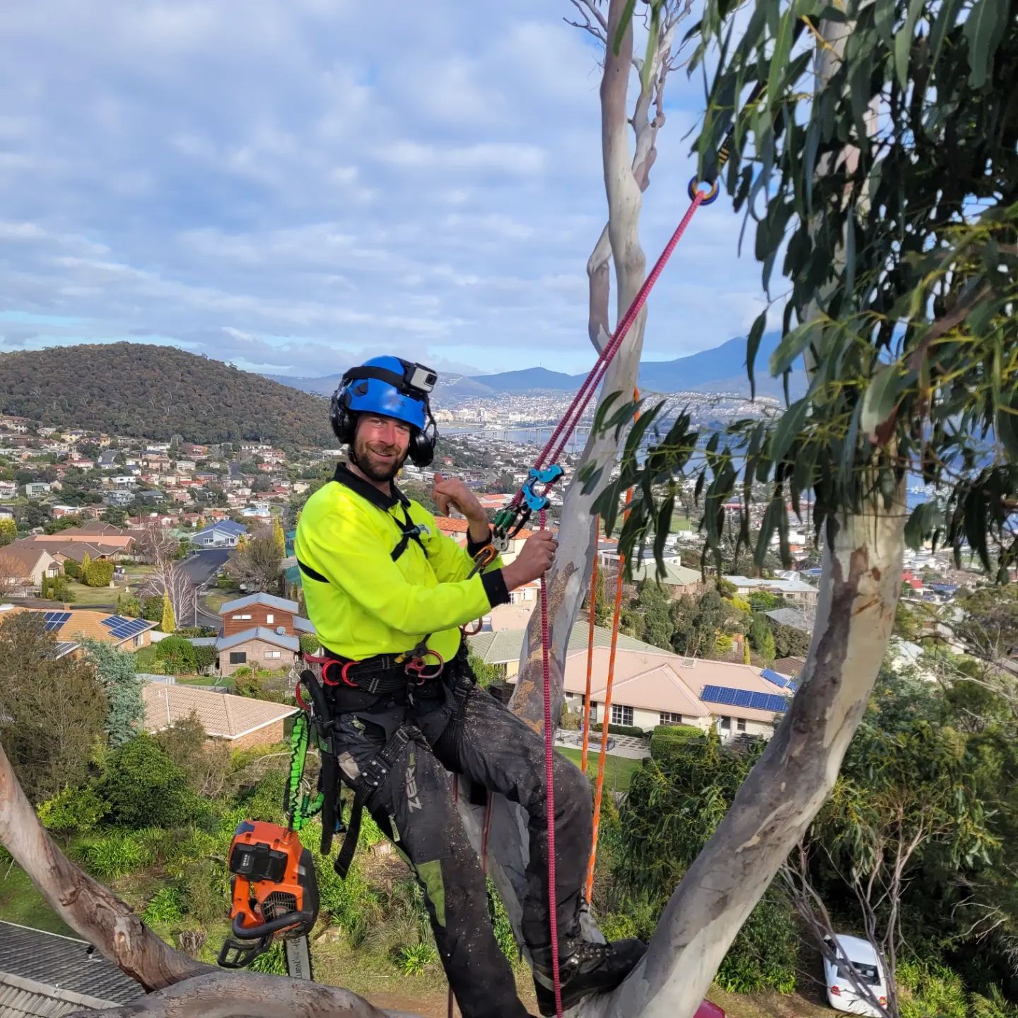 What is the cost of professional tree removal services?