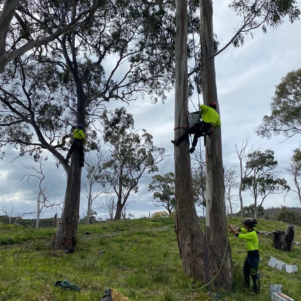 What permits may be required for tree removal on private property?