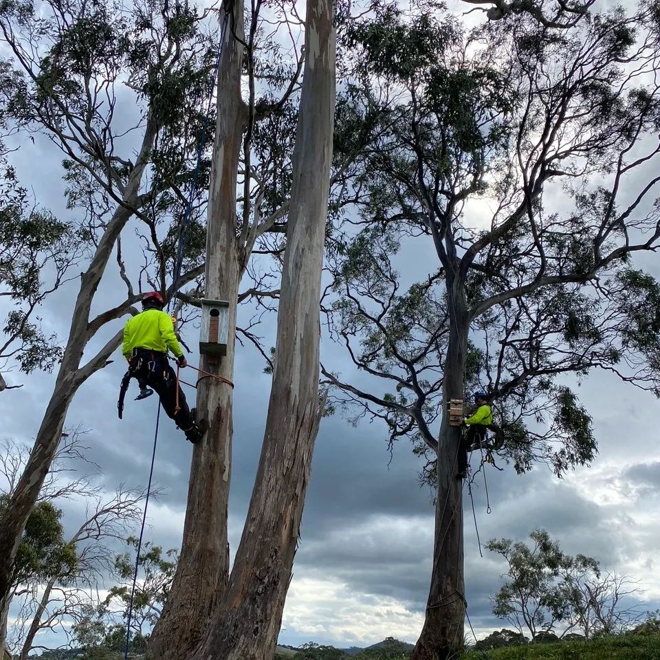 What is the importance of hiring a certified arborist for tree removal?
