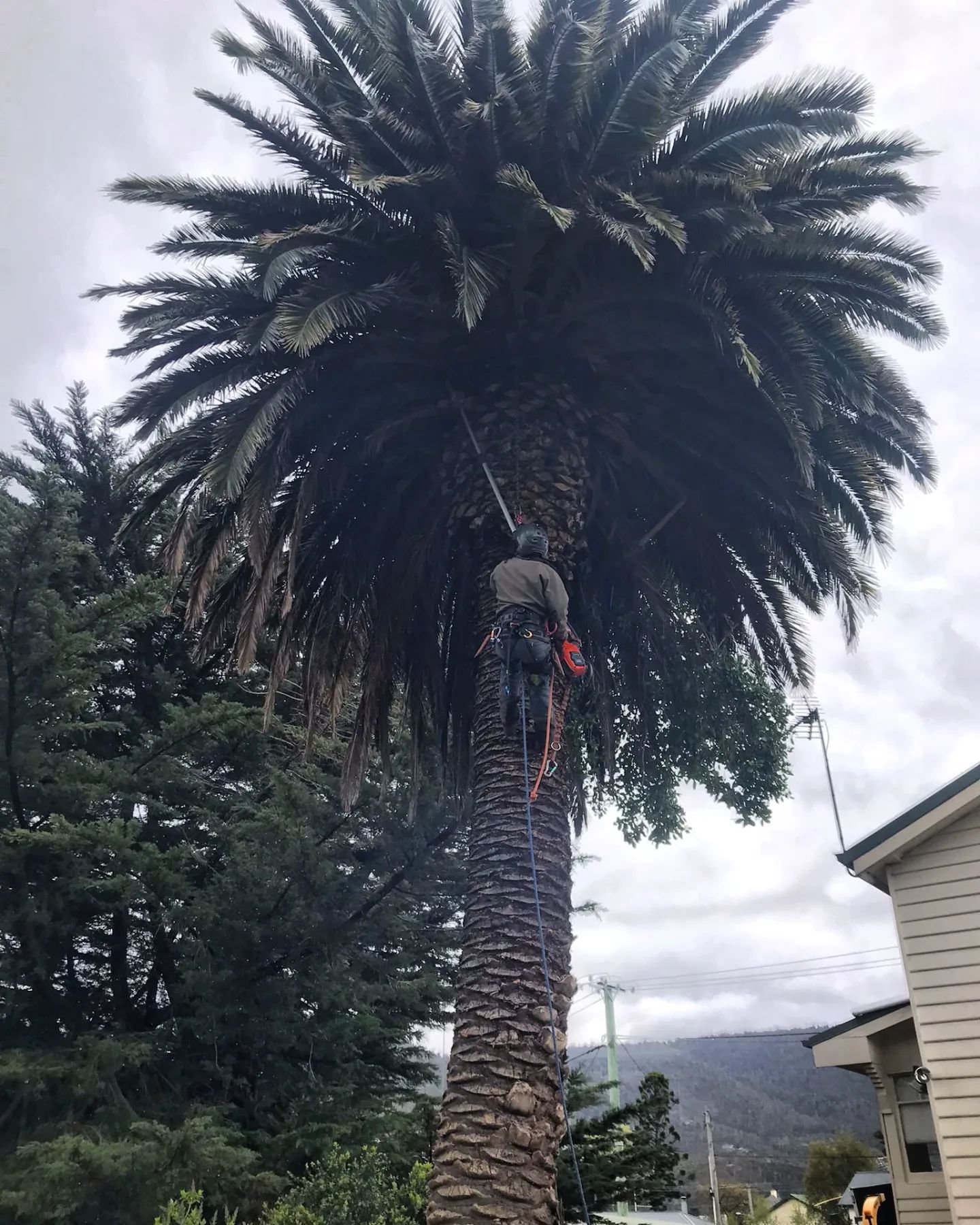 What is the impact of tree removal on the environment?