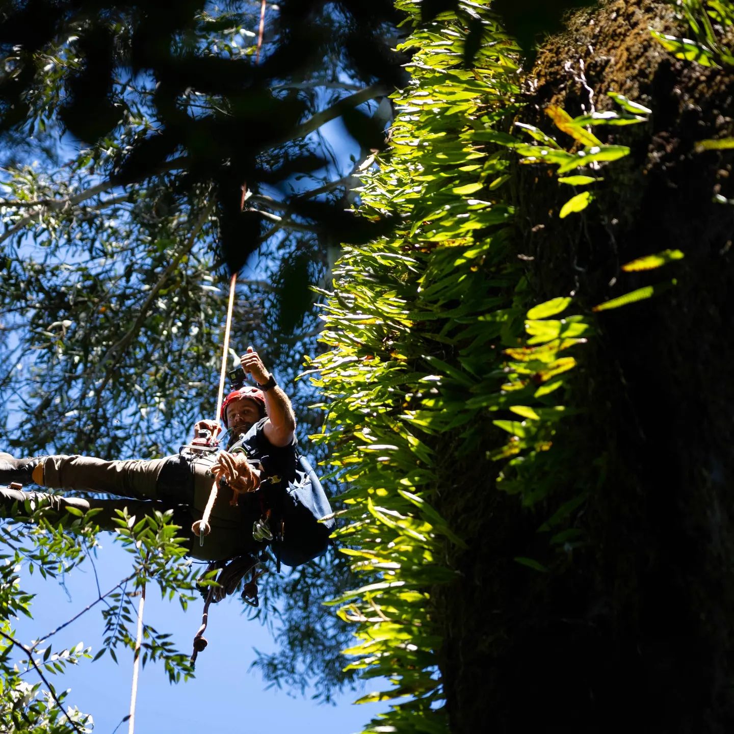 What is the process of tree removal?