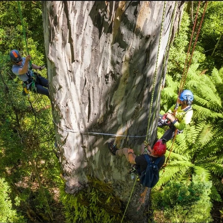 What is considered when determining if a tree needs to be removed?