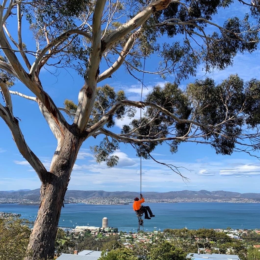 What are some alternatives to complete tree removal?