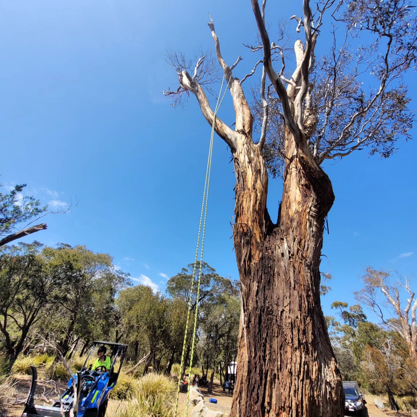 Tree Removal