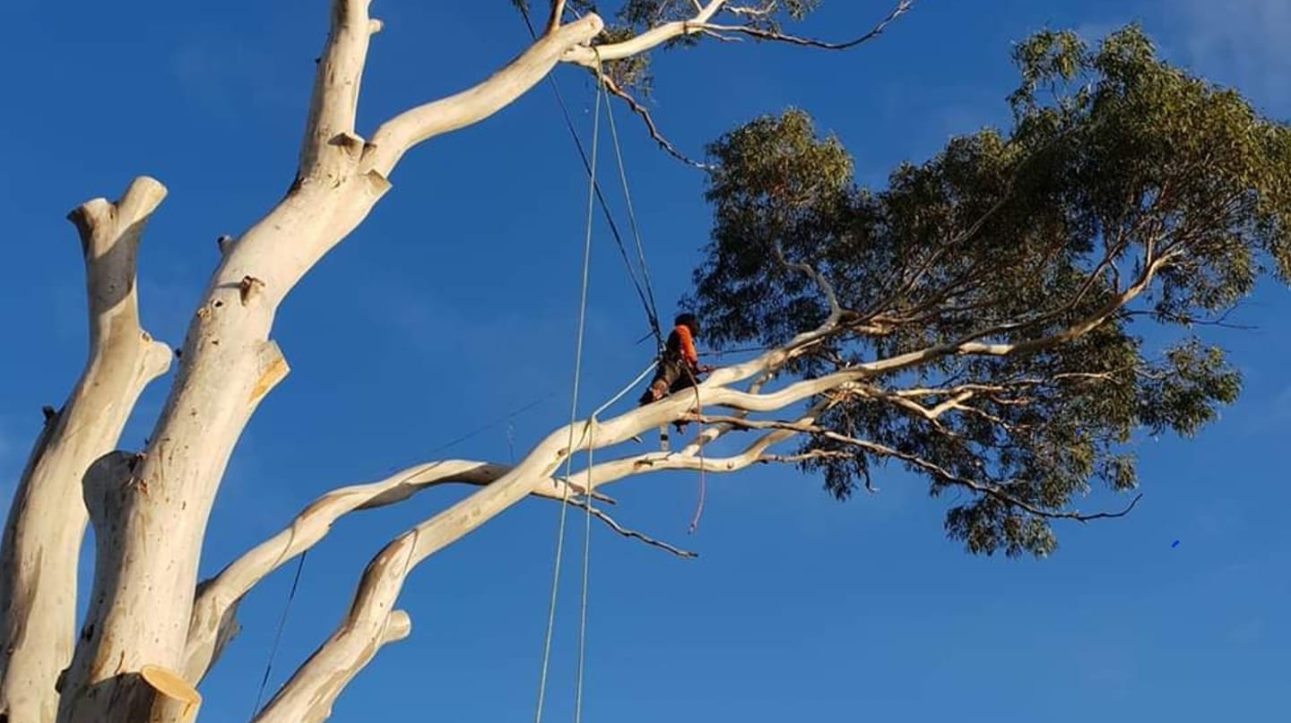 Emergency Tree Services