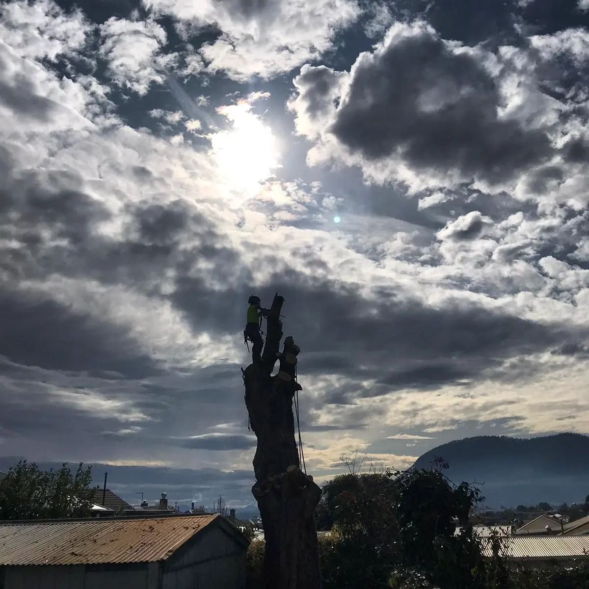 Tree Removal Hobart