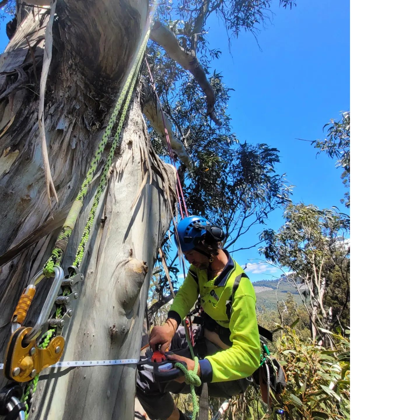 Tree Removal